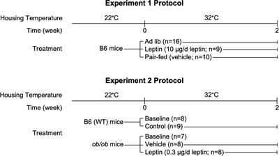 Leptin and environmental temperature as determinants of bone marrow adiposity in female mice